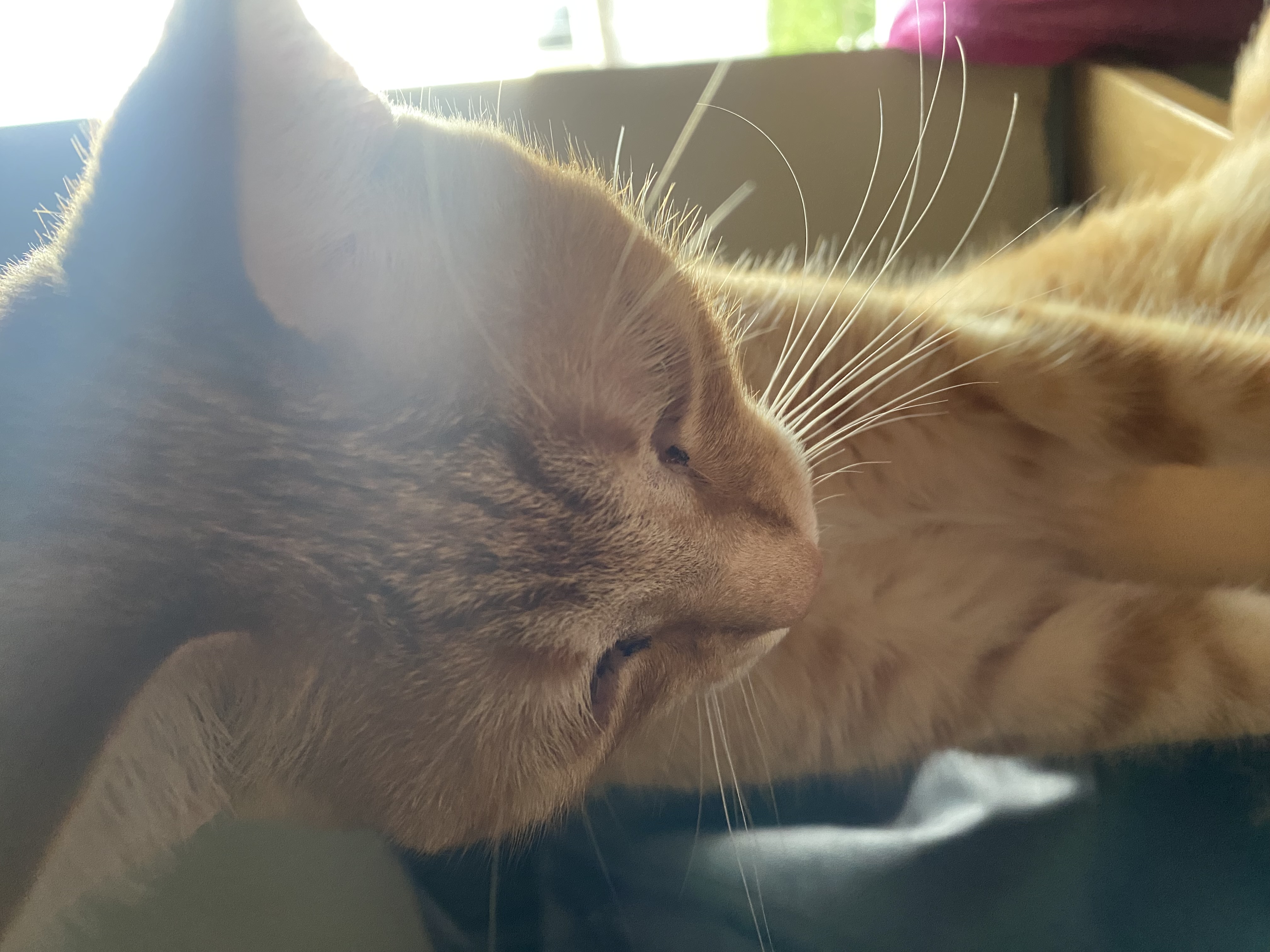 cat